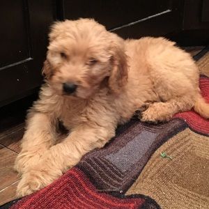 Meet your Posher, Patty